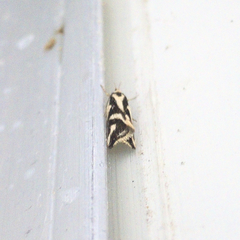 Lepidoptera