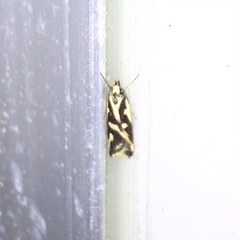 Lepidoptera