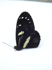 Heliconius atthis