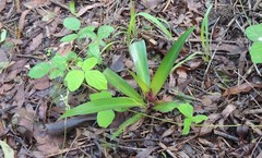 Tradescantia spathacea