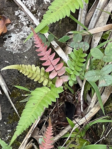 Blechnum appendiculatum observed 2022-04-13