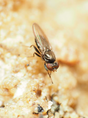 Aulacigaster neoleucopeza