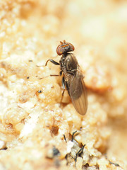 Aulacigaster neoleucopeza