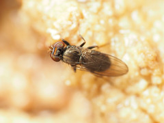 Aulacigaster neoleucopeza