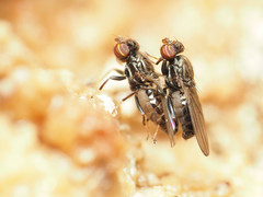 Aulacigaster neoleucopeza