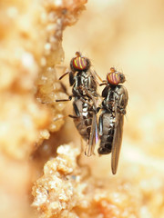 Aulacigaster neoleucopeza