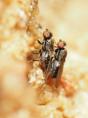 Aulacigaster neoleucopeza