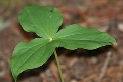 Trillium ovatum