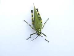 Chromacris psittacus pacificus