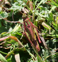 Chimarocephala pacifica