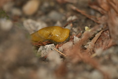 Ariolimax dolichophallus