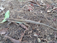 Ameiva