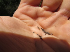 Teleonemia scrupulosa