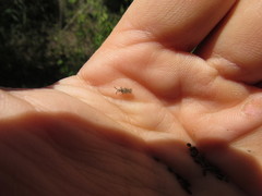 Teleonemia scrupulosa