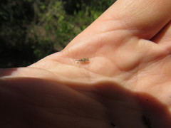 Teleonemia scrupulosa