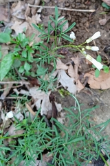 Cardamine dissecta