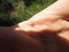 Teleonemia scrupulosa