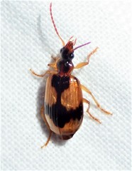 Lebia fuscata