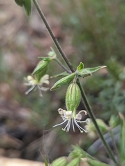 Silene bridgesii