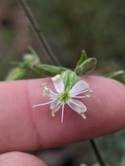 Silene bridgesii