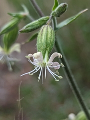 Silene bridgesii