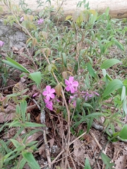 Phlox amoena
