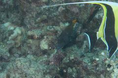 Pervagor aspricaudus