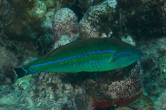 Pseudojuloides cerasinus