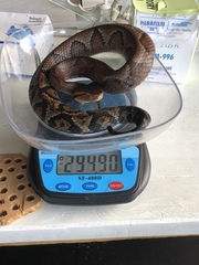 Bothrocophias microphthalmus