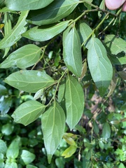 Cryptocarya triplinervis triplinervis