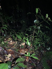 Bothrocophias microphthalmus