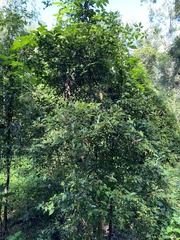 Cryptocarya triplinervis triplinervis