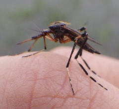 Psorophora ciliata
