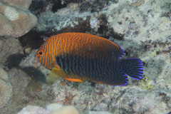 Centropyge potteri