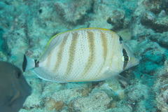 Chaetodon multicinctus