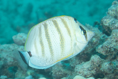 Chaetodon multicinctus