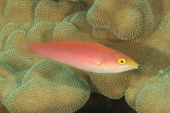 Pseudojuloides cerasinus