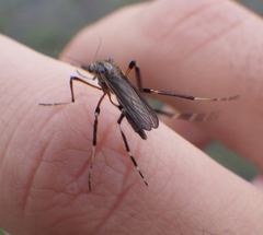 Psorophora ciliata