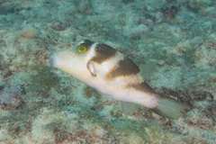 Canthigaster coronata