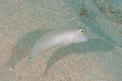 Cymolutes lecluse