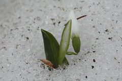 Galanthus platyphyllus