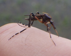 Psorophora ciliata