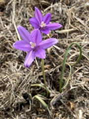 Brodiaea coronaria