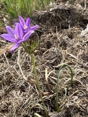 Brodiaea coronaria