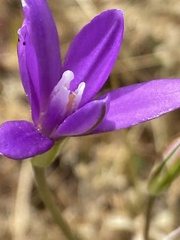 Brodiaea coronaria