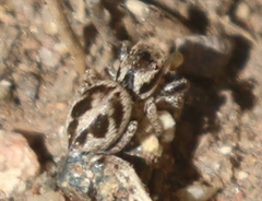 Habronattus clypeatus