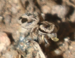 Habronattus clypeatus