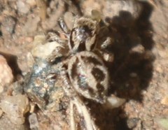 Habronattus clypeatus