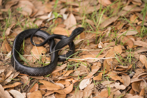 Western Indigo Snake