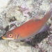 Disappearing Wrasse - Photo (c) Mark Rosenstein, some rights reserved (CC BY-NC), uploaded by Mark Rosenstein